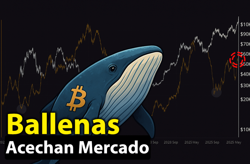 Esto hacen las ballenas en la caída de bitcoin