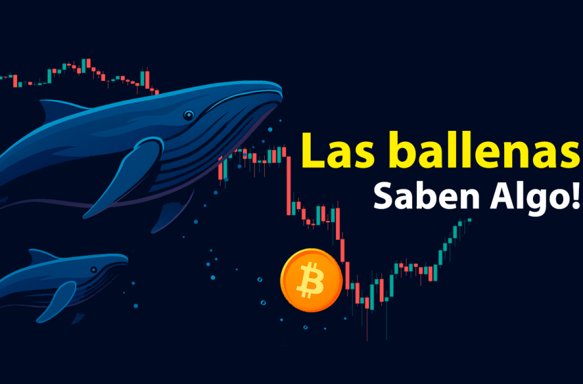  Ballenas a contracorriente: señales de fondo en el mercado cripto