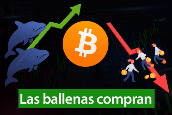  Ballenas de Bitcoin compran en la caída